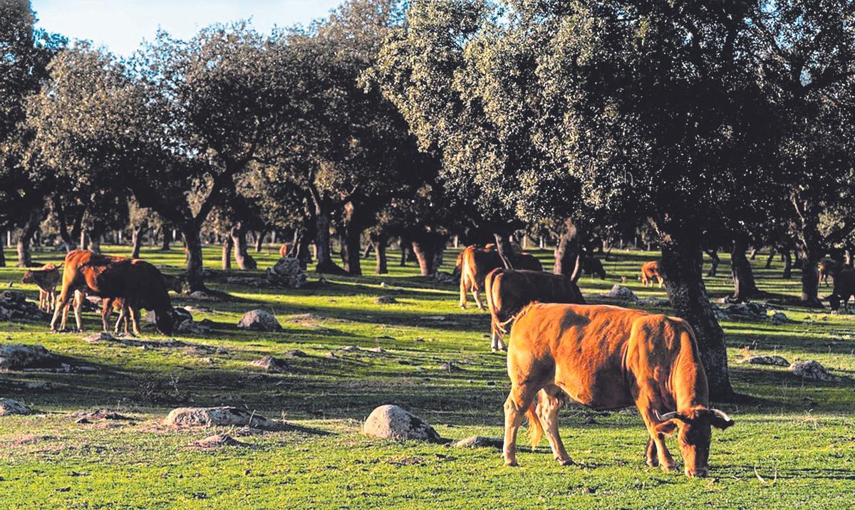 Ganado bovino en una finca de dehesa en el valle de Los Pedroches.