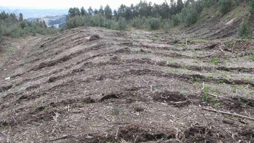 Surcos realizados en el castro para plantar eucaliptos.