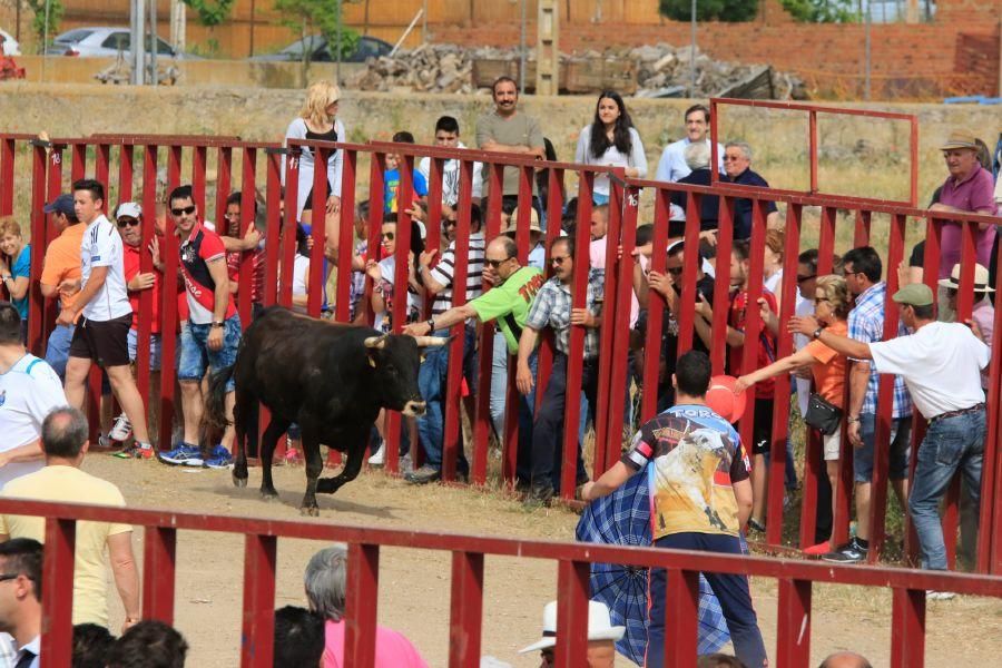 Toros bravos en Vadillo de la Guareña