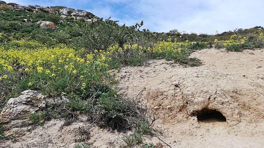 Madriguera de conejos. Alrededor no dejaban vivir una sola planta. | J.M.L.R.