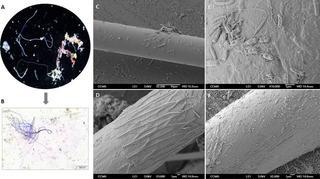 Las bacterias colonizan los microplásticos vertidos en el Mediterráneo