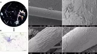 Els bacteris colonitzen els microplàstics abocats al Mediterrani