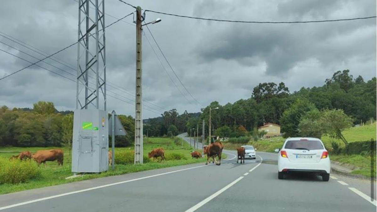 Vacas sueltas en medio de la carretera en la parroquia de Marrozos