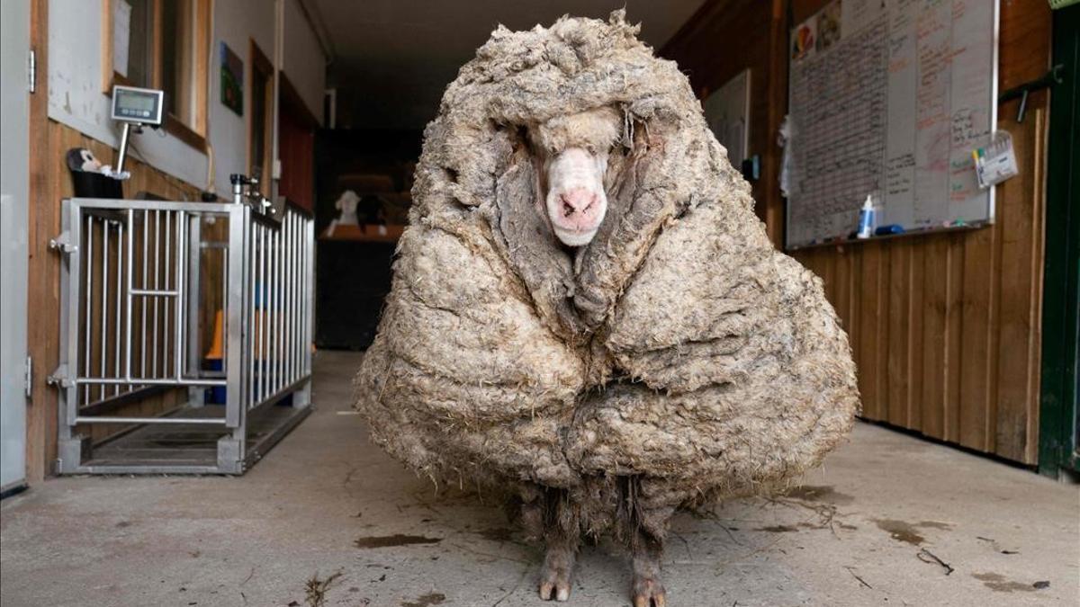 This recent undated handout photo received from Edgar s Mission on February 25  2021 shows  Baarack   a wild sheep who was found wandering the wilderness of the Australian bush with a huge 35-kilogram (77 lbs ) coat after an estimated five years of unchecked growth  at Edgar s Mission Farm Sanctuary in Lancefield  Victoria state  (Photo by Handout   Edgar s Mission   AFP)   -----EDITORS NOTE --- RESTRICTED TO EDITORIAL USE - MANDATORY CREDIT  AFP PHOTO   Edgar s Mission  - NO MARKETING - NO ADVERTISING CAMPAIGNS - DISTRIBUTED AS A SERVICE TO CLIENTS