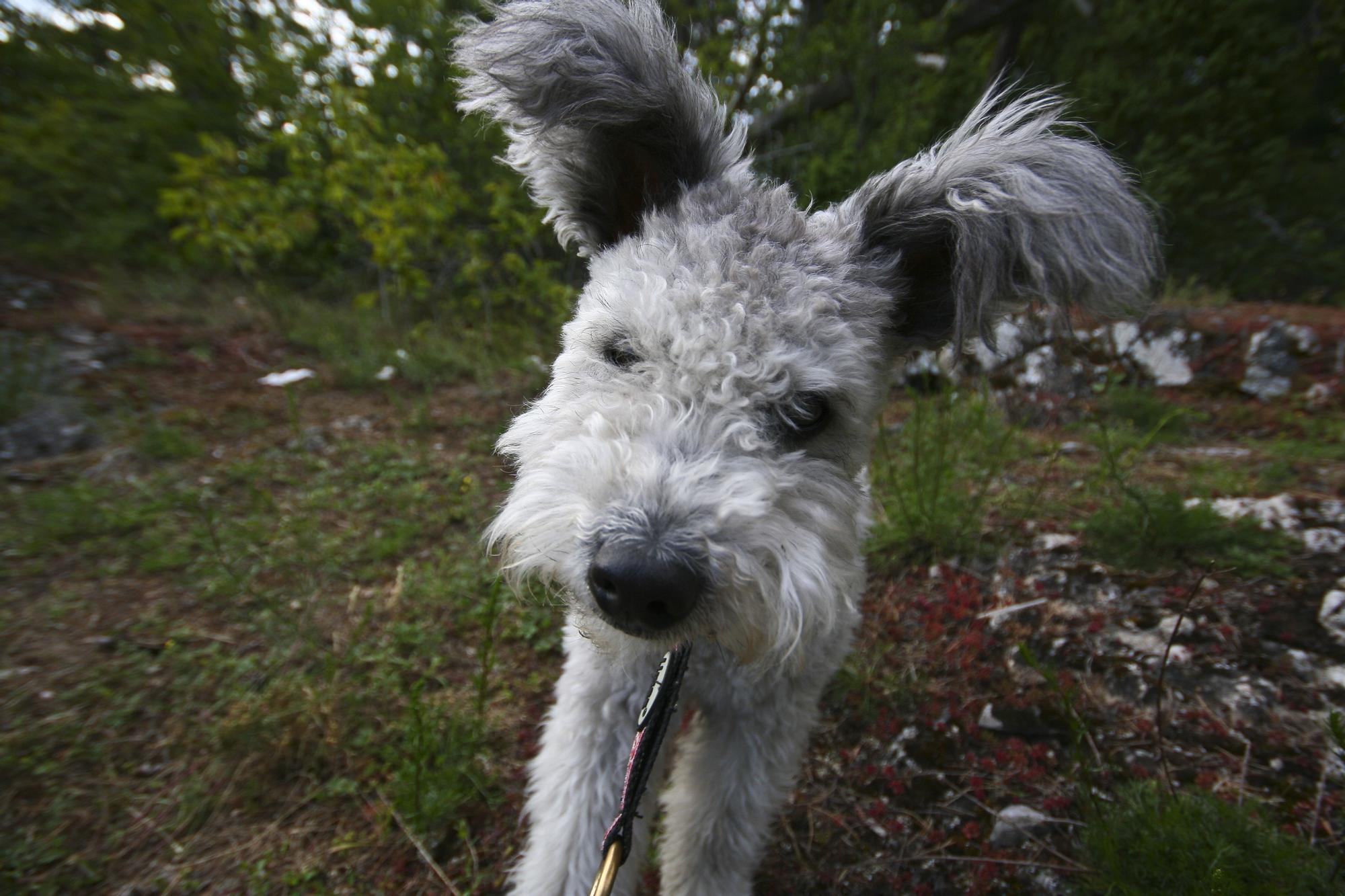 Pumi: una de las razas de perros &quot;mini&quot; que no crecen mucho