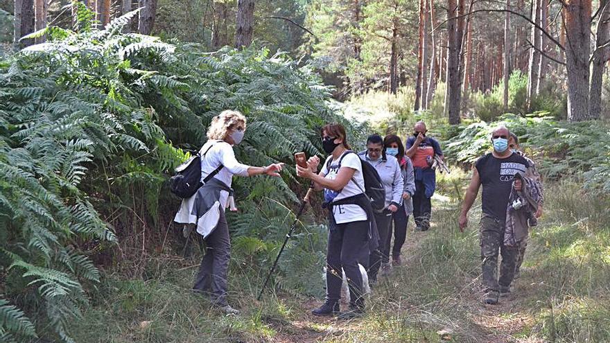 Los senderistas junto a unos grandes helechos nacidos en la sierra. | A.S.