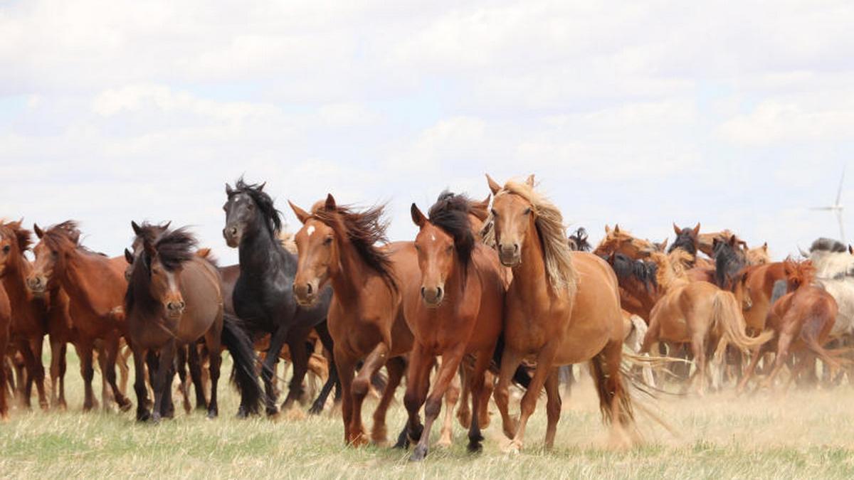 El caballo domesticado impulsó las sociedades hacia la modernidad
