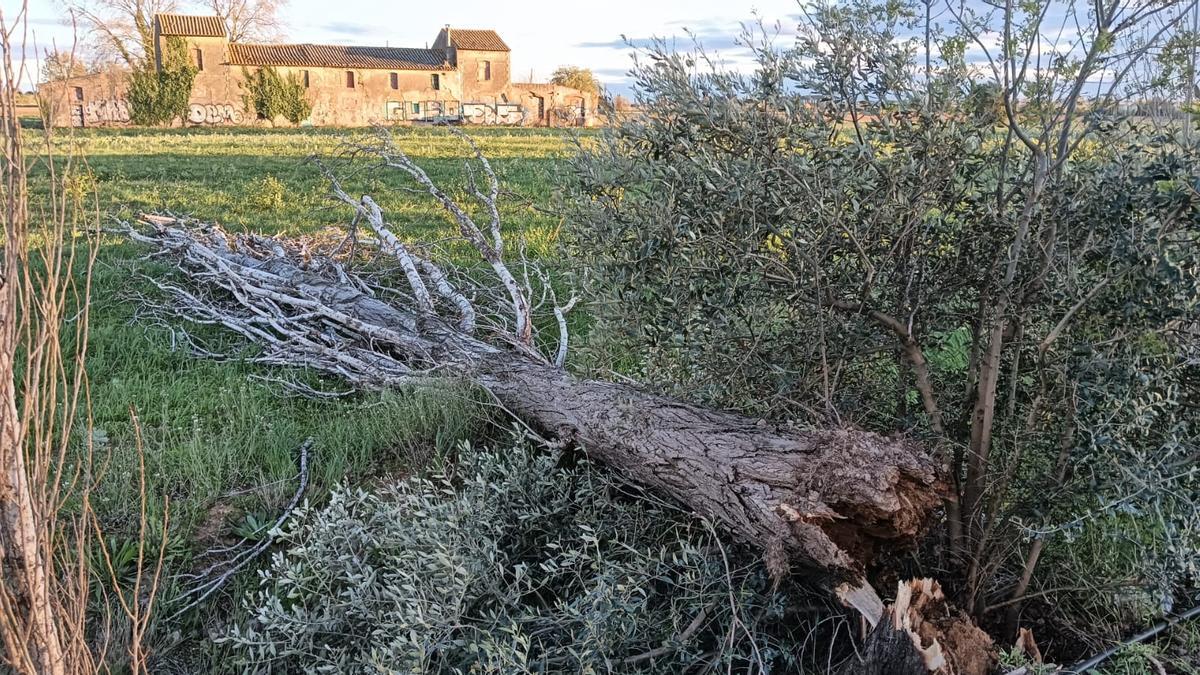 Arbres caiguts a la ronda Sud amb el tronc evidenciant el seu mal estat