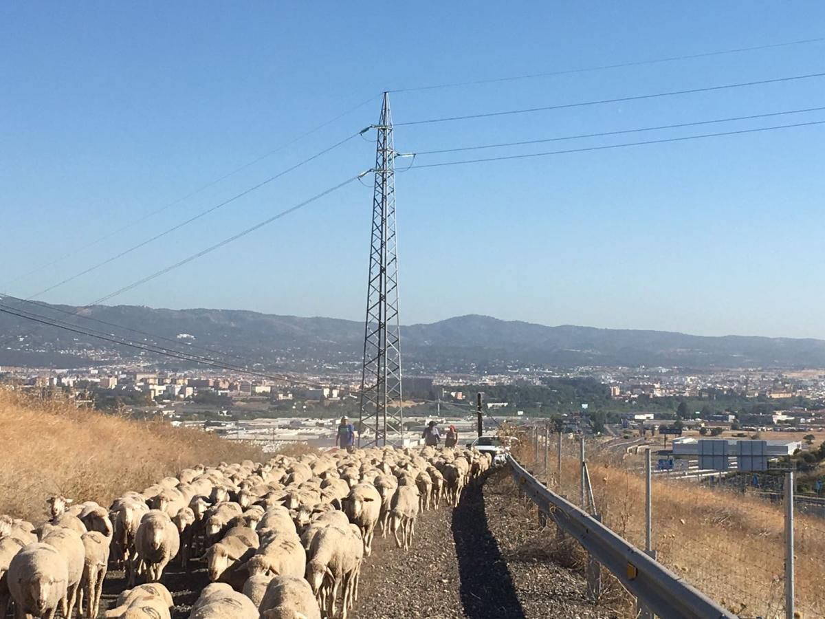 La trashumancia, aún viva a su paso por Córdoba