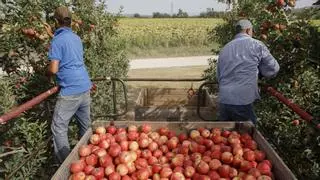 La cosecha inédita en plena sequía da pistas a los agricultores sobre cómo cultivar en el futuro