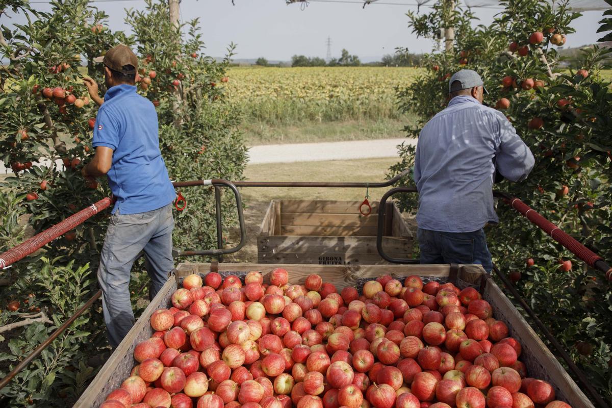 La collita inèdita en plena sequera dona pistes als agricultors sobre com cultivar en el futur