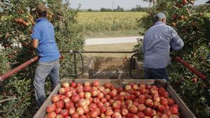 Dos temporeros trabajan en la recogida de manzanas en el Baix Ter. 