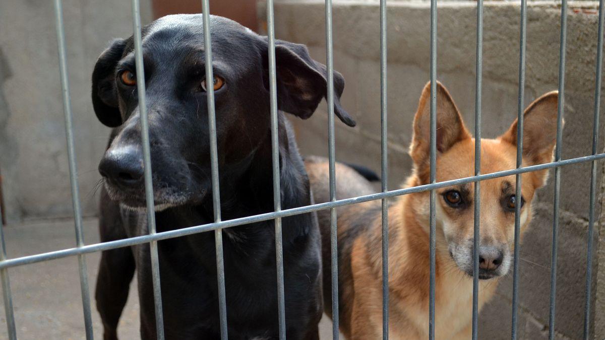 Perros de la perrera municipal de Benavente.