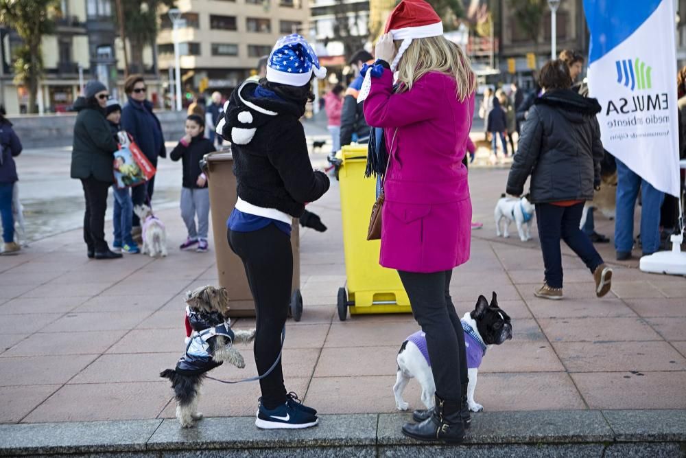 San Silvestre canina en Gijón