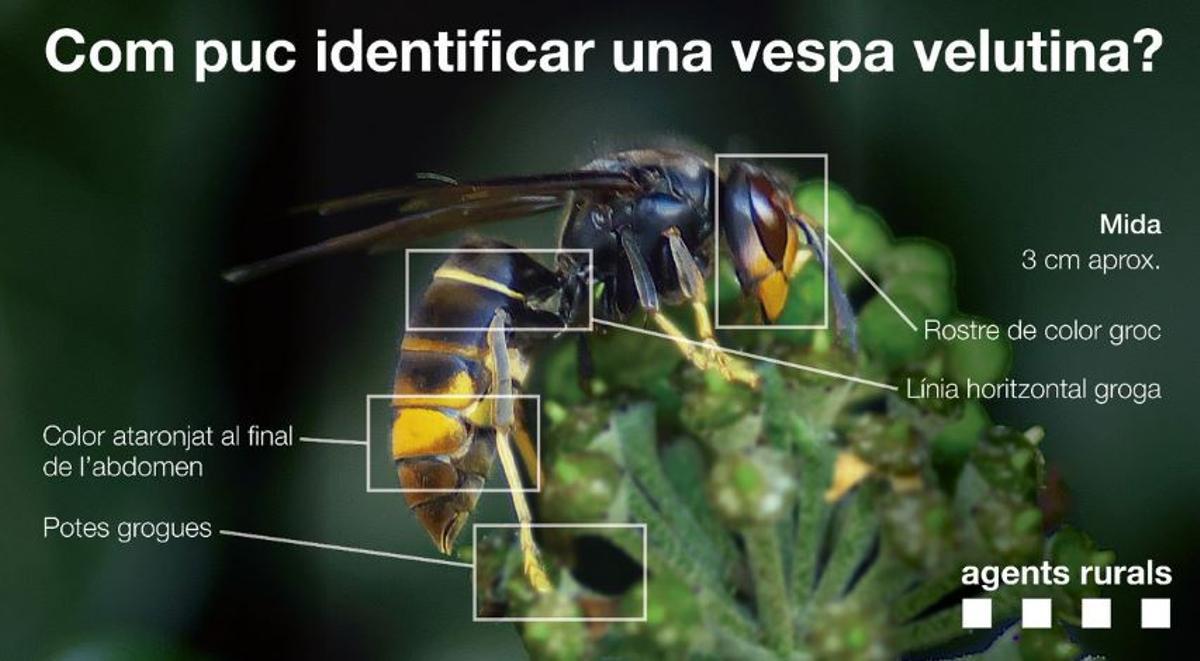 Les característiques