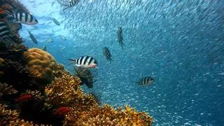 Científicos advierten de que el agua de mares y océanos del mundo se está agotando: se pone en peligro la vida en la Tierra