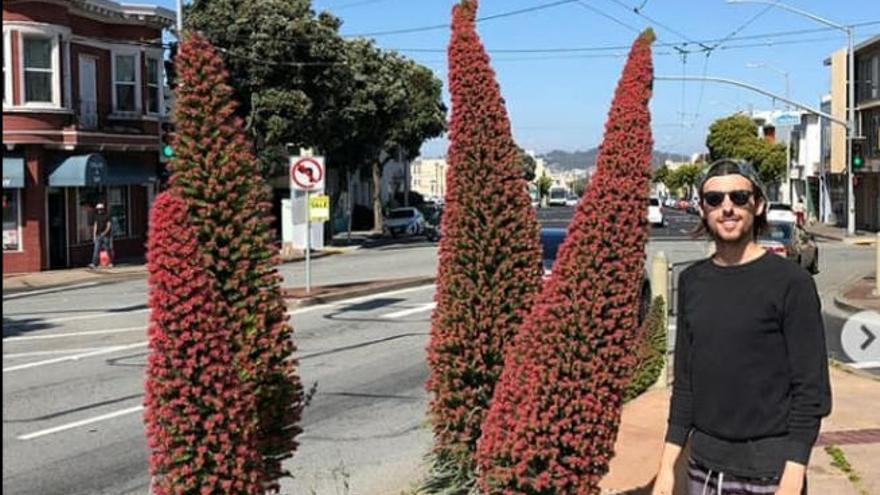 Ejemplares de Tajinaste Rojo en California.