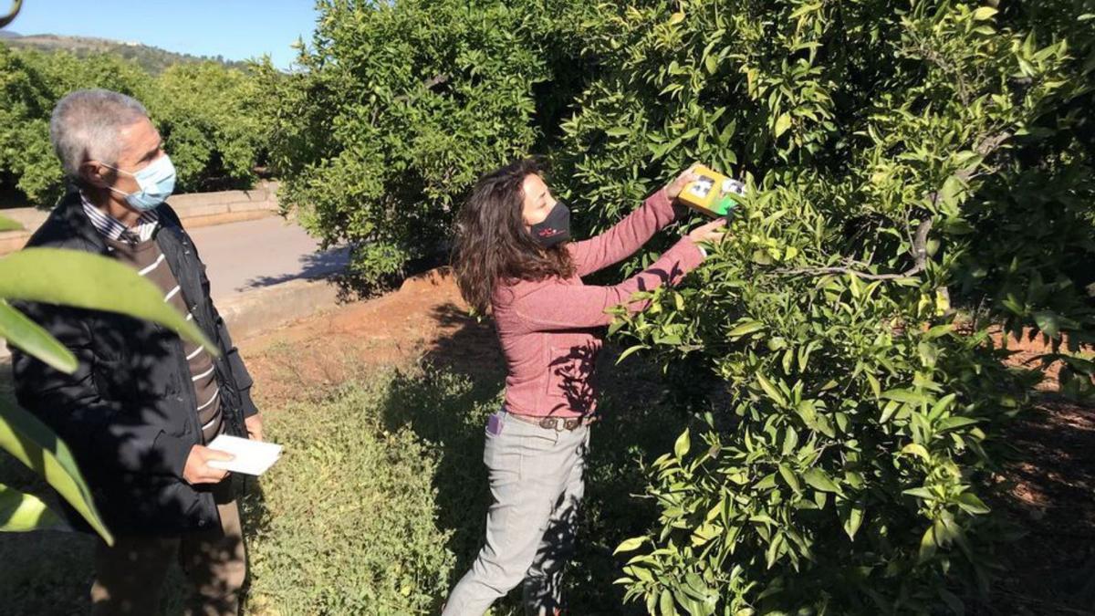 La suelta del ‘Cryptolaemus’ se realiza en toda la zona citrícola de Betxí. | MEDITERRÁNEO