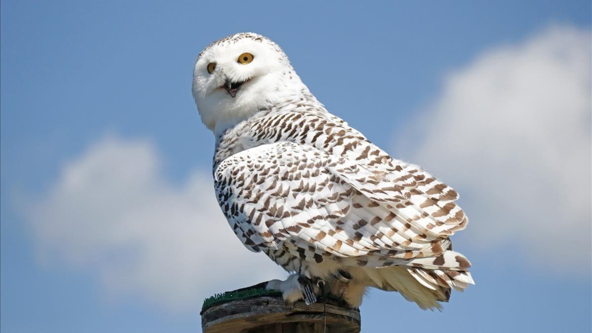 Hedwig, el inseparable búho de Harry Potter. 