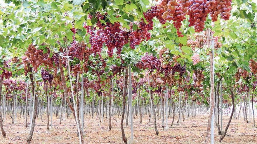 Tafeltrauben auf Mallorca: Die Herbstsorten sind reif