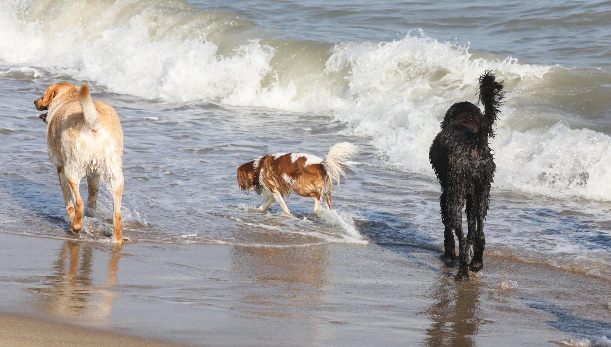 Gavà playa para perros