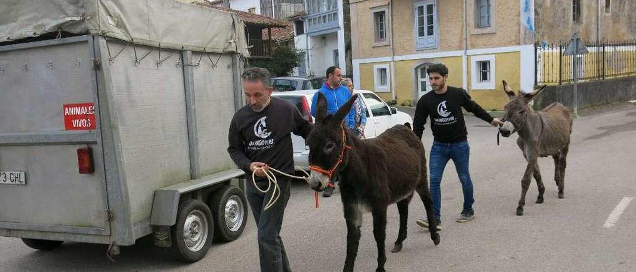 El veterinario Luis Bernardo y Borja Matás, de la ONG &quot;Mundo Vivo&quot;, recogiendo los burros.