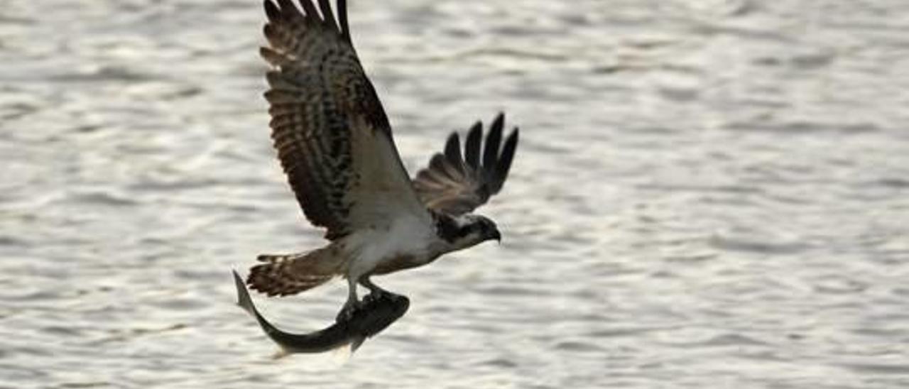 Un ejemplar de águila pescadora en acción, mientras consigue alimentos.