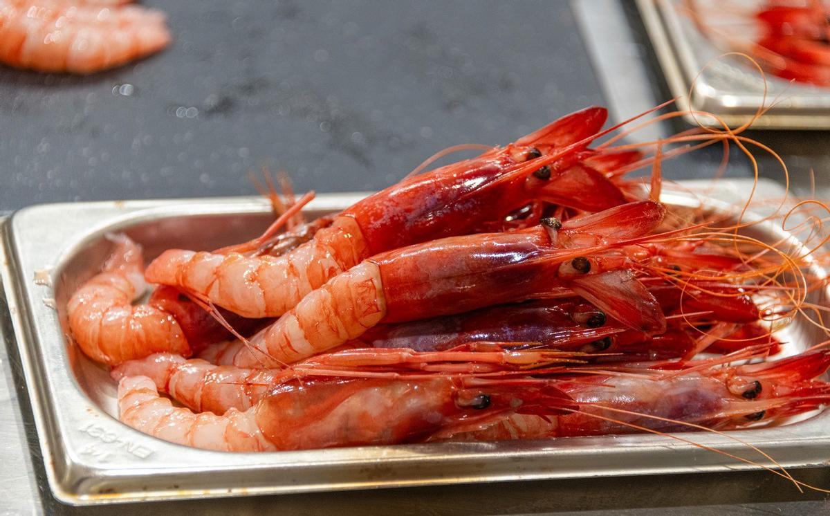 La gamba roja está en el centro de los estudios.