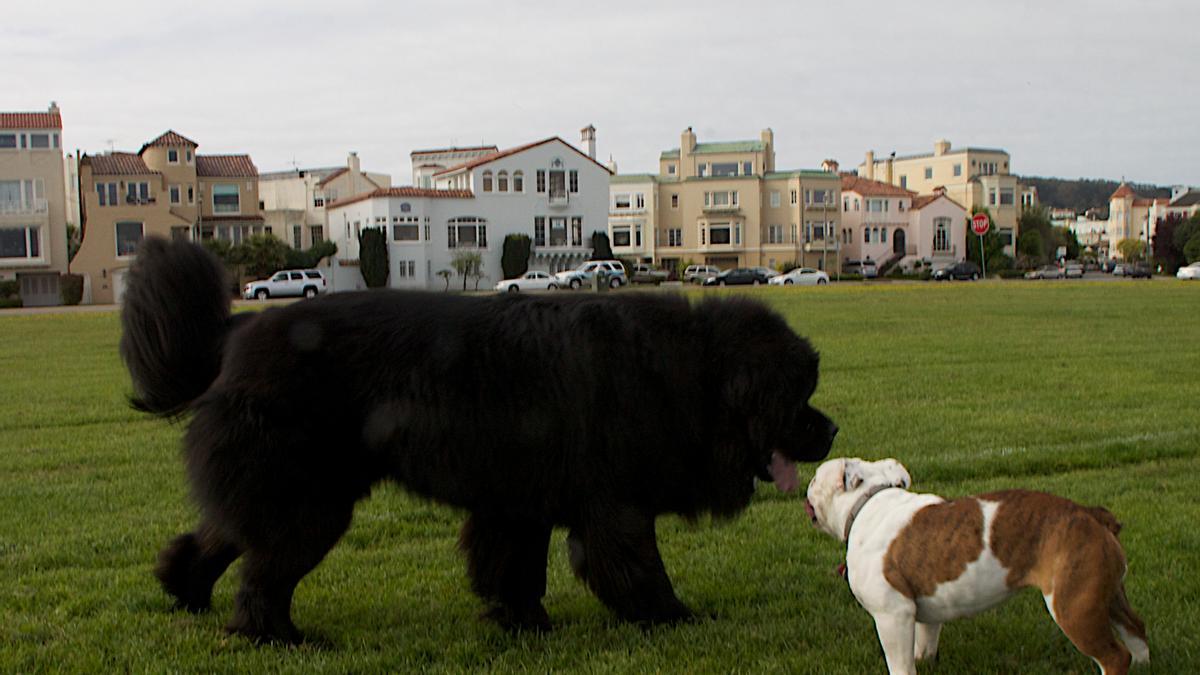 Terranova: una de las razas de perro más grandes del mundo.