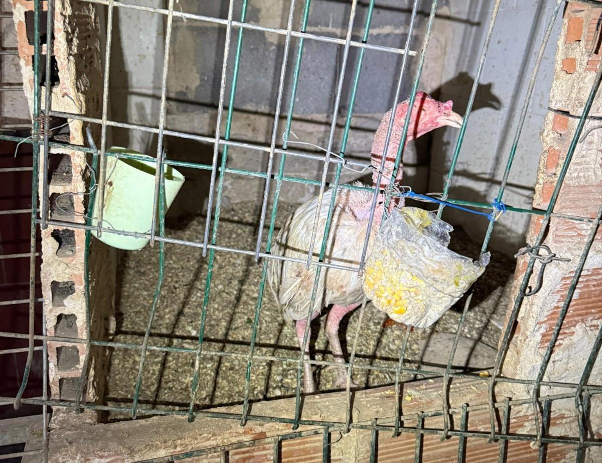 Una de las insalubres jaulas