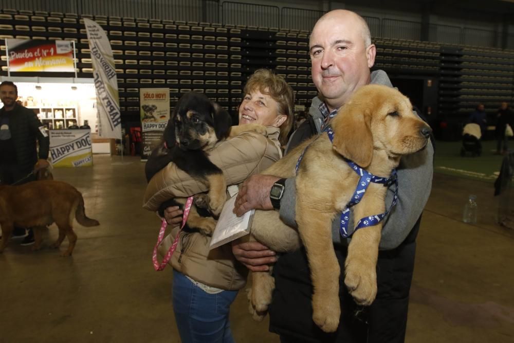 Los perros toman el Ifevi