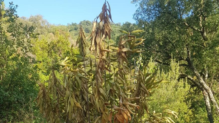 La falta de precipitaciones reduce un 80% la producción de castañas en el Valle del Genal