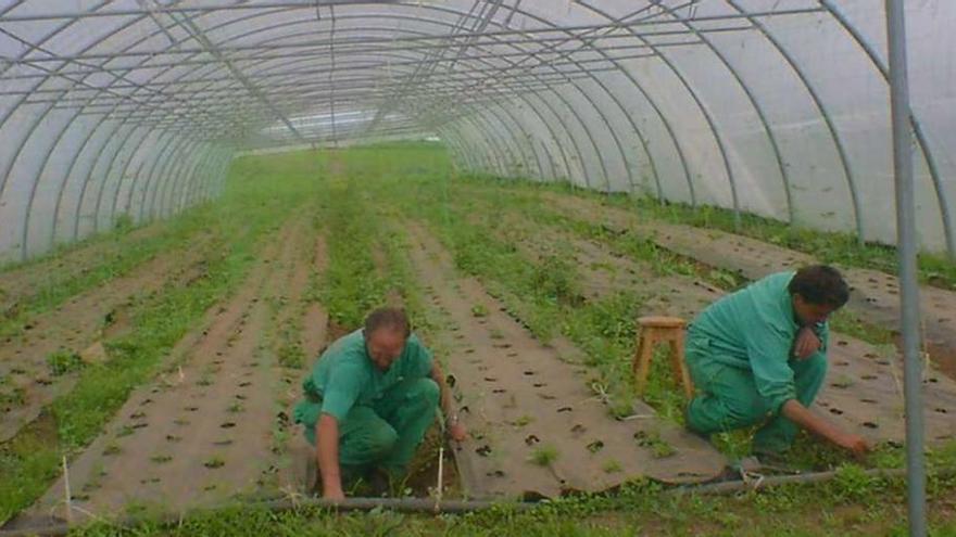 Trabajos de cultivo en un invernadero de Miño.