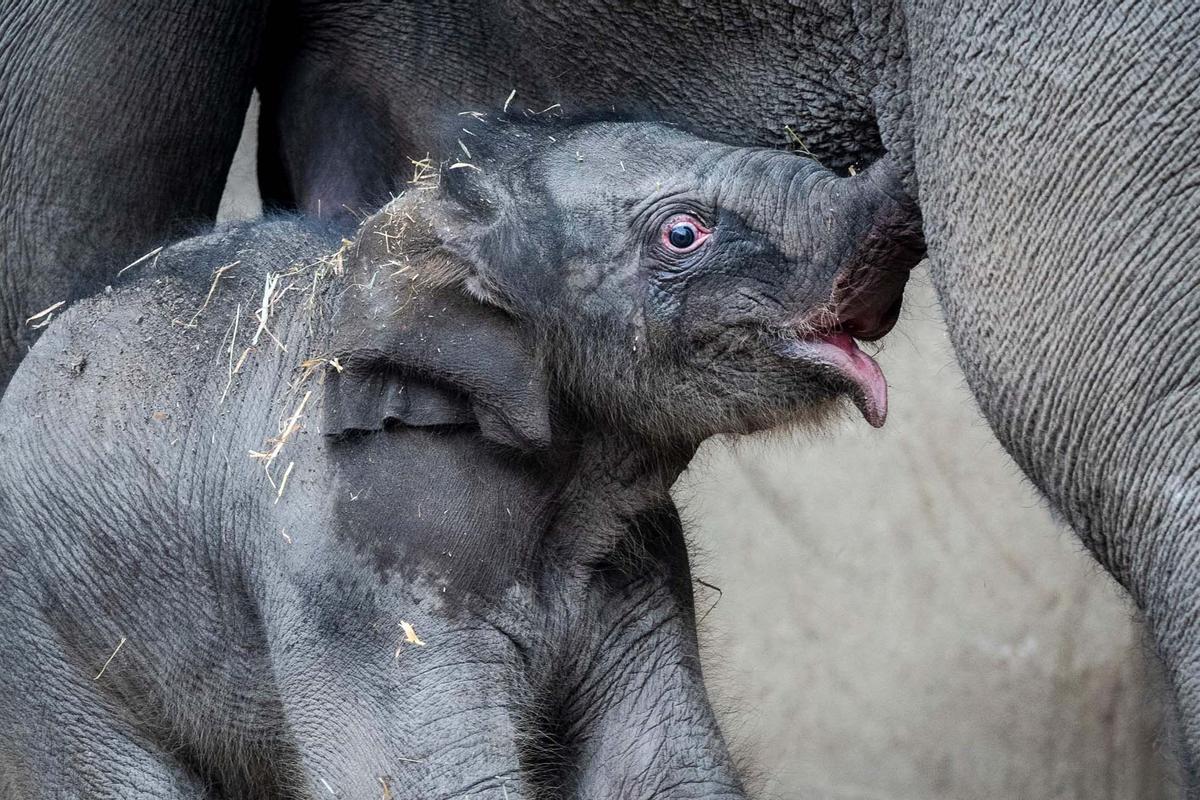 Una cría de elefante recién nacida pasea el zoo de Copenhague