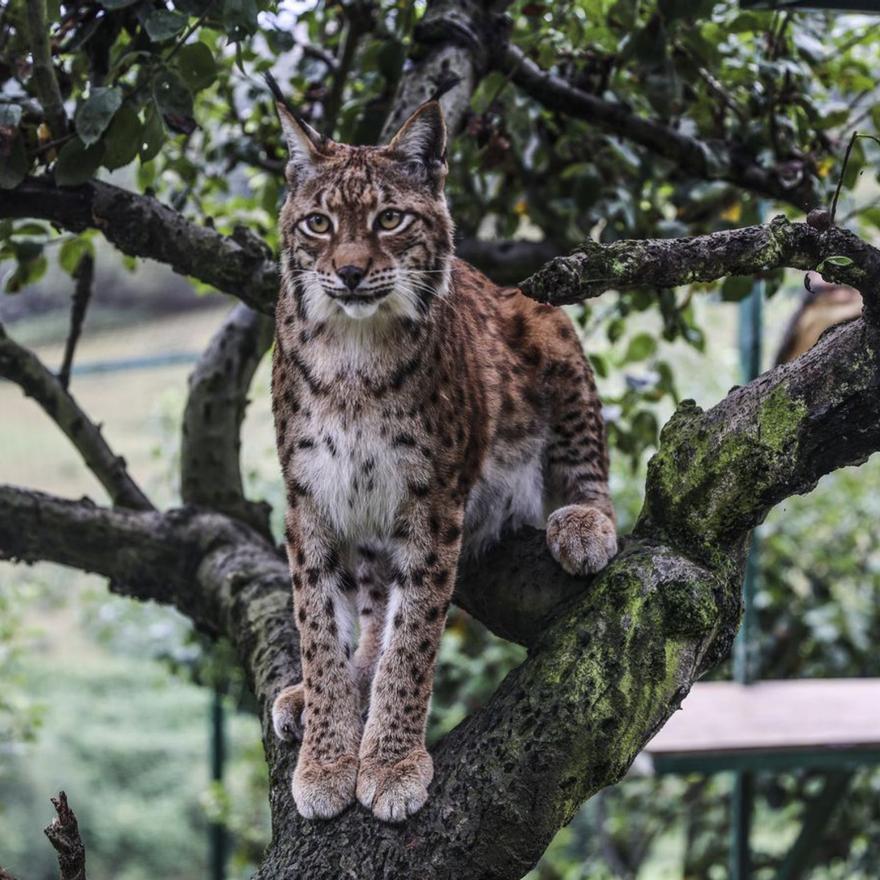 &quot;Katy&quot;, en un árbol