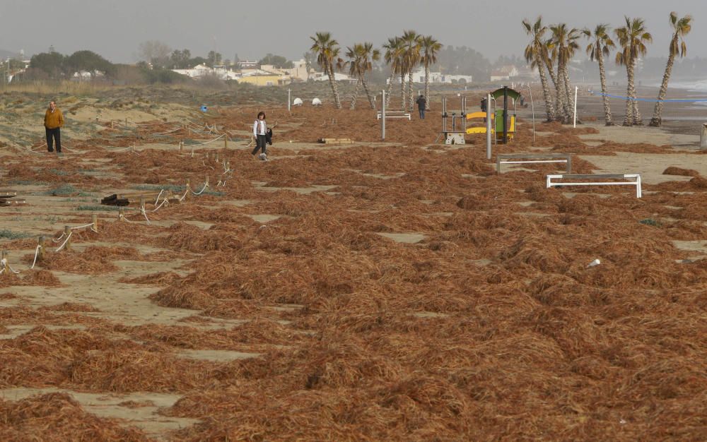 Algas acumuladas en la playa de Canet tras el temporal.