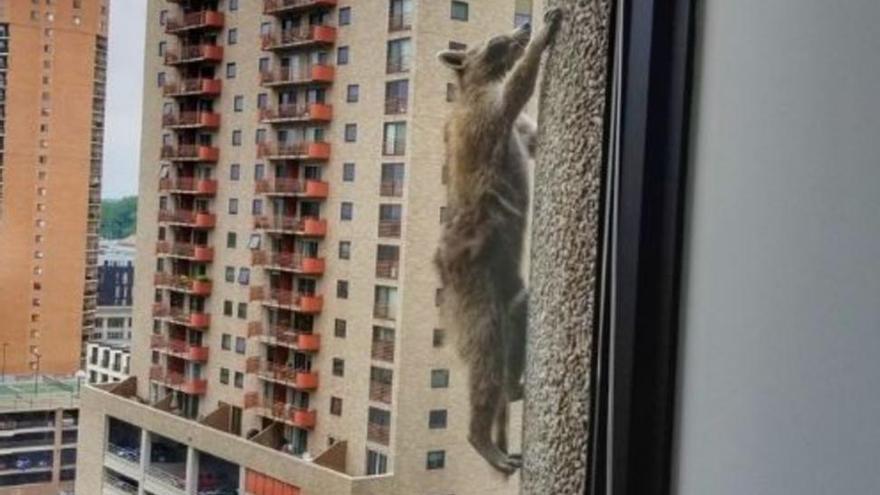 El mapache que escaló un rascacielos y mantuvo en vilo a sus seguidores durante 20 horas