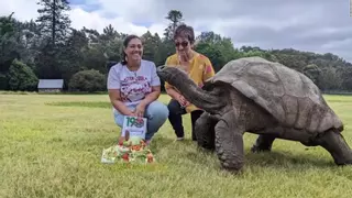 Este es el animal vivo más viejo de la Tierra: 193 años de edad y en forma