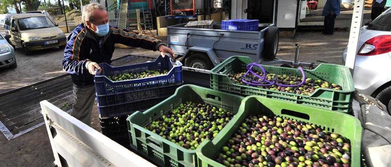 Momento de llegada de aceituna a la almazara El Tendre para iniciar el proceso de preparación del aceite.  | MATÍAS SEGARRA