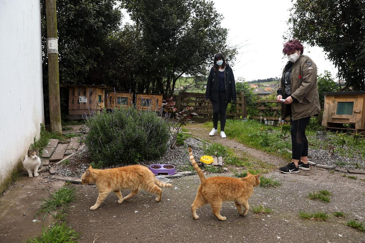 Colonia de gatos en Gijón.