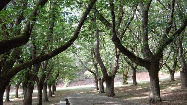 Preocupación por las ramas de la Carballeira do Rodo | BERNABÉ/JAVIER LALÍN