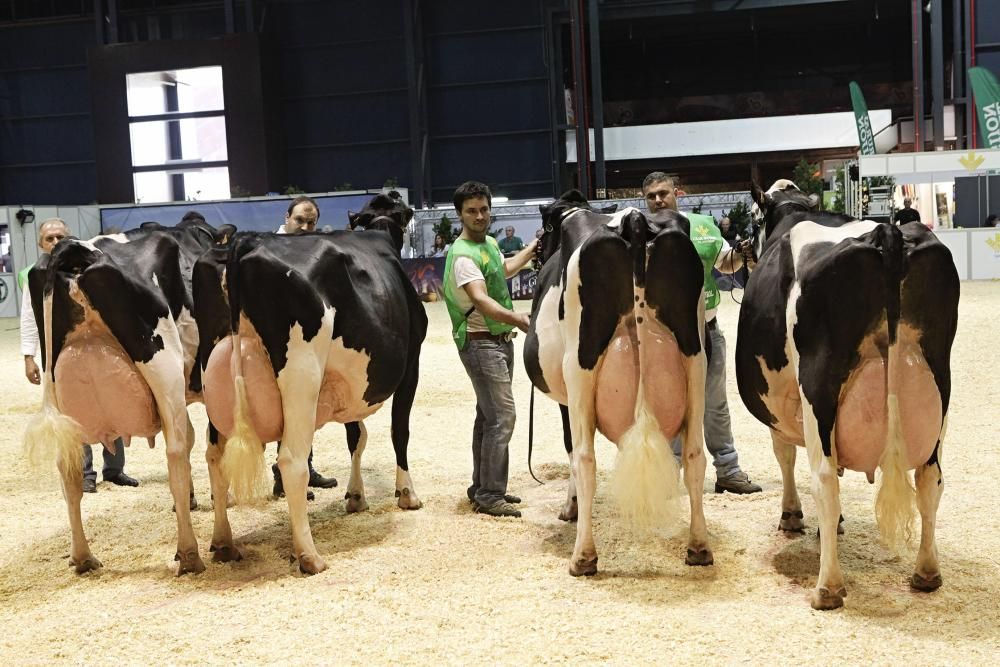 Las mejores vacas de Asturias se citan en la Feria de San Antonio de Gijón.