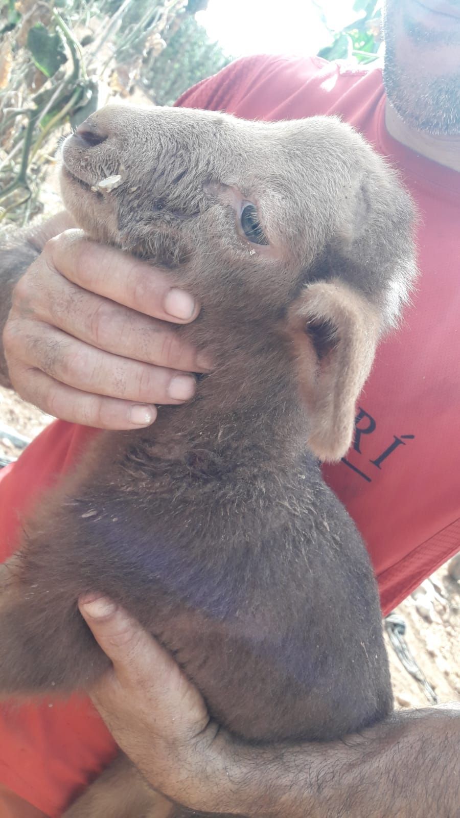 Vorsicht, verstörende Bilder: So haben Hunde eine Schafsherde auf Mallorca zugerichtet