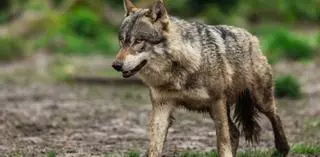 Las OPA vigilarán que la proposición del lobo no "se atasque" en el Congreso