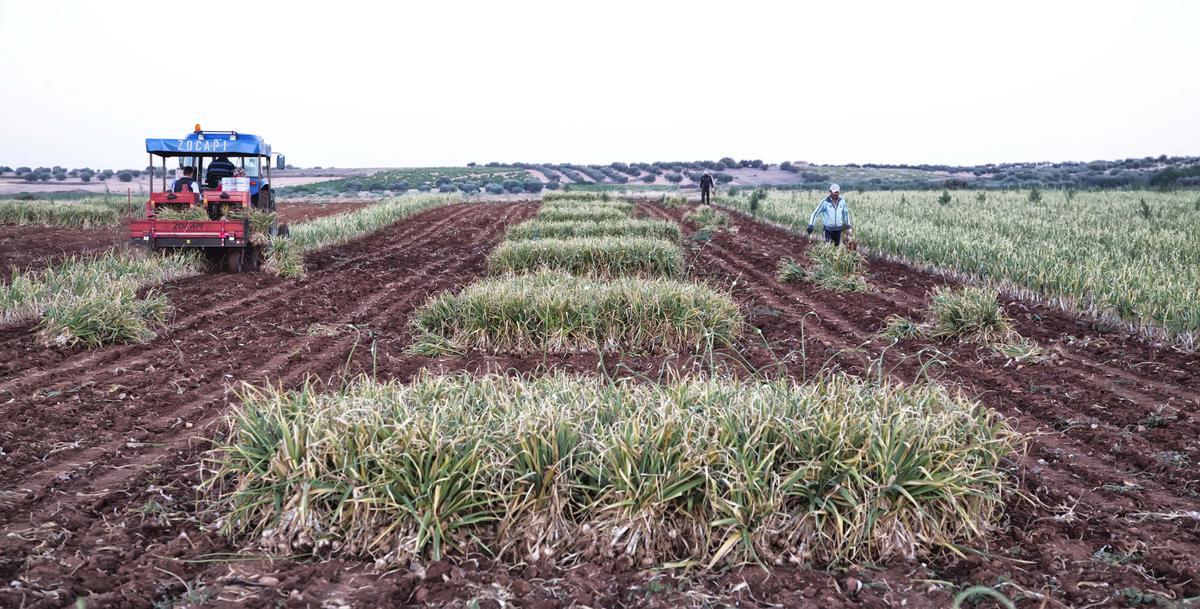 Campo sembrado de ajos