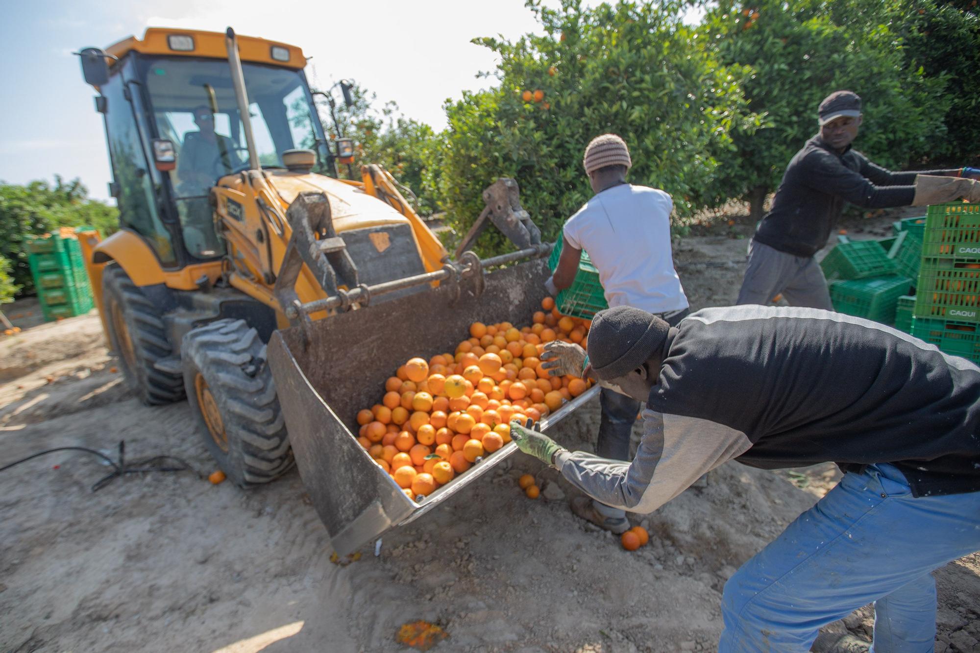 Cinco toneladas de naranjas sin salida se regalarán en la concentración contra el recorte del Tajo-Segura