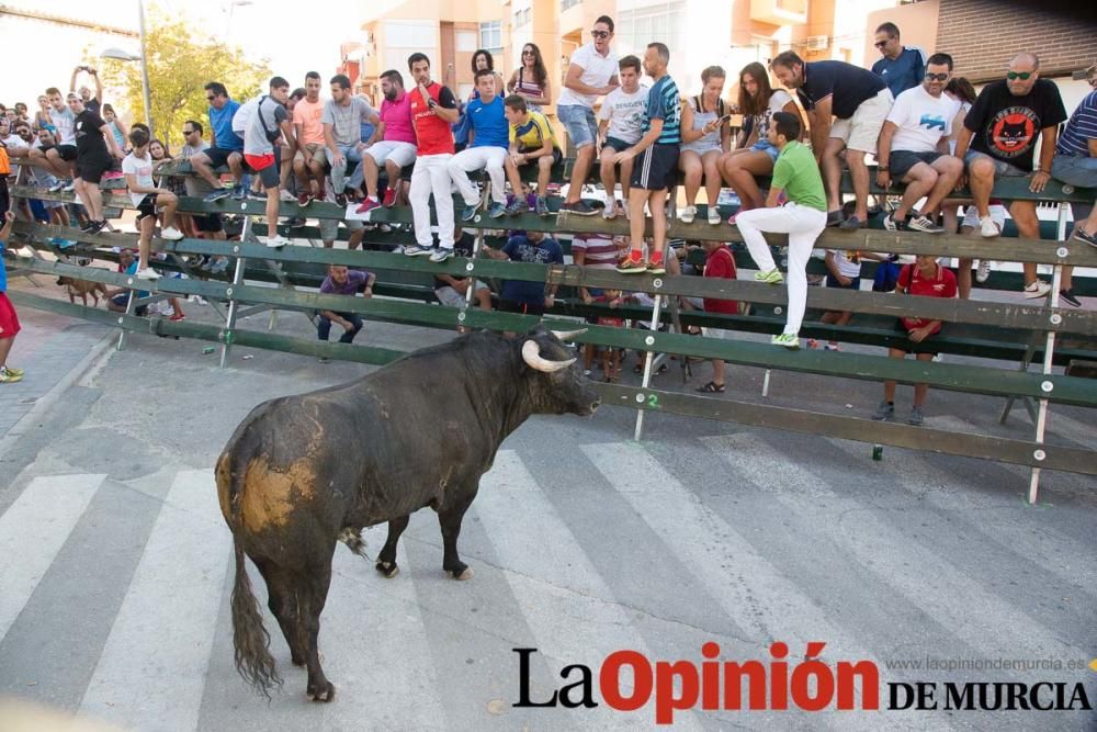 Primer encierro de Calasparra