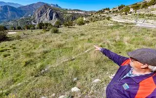 El arranque de árboles con Xylella se reduce a un radio de 50 metros