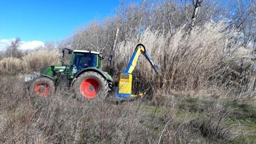 La CHE destina 1,2 millones para eliminar la flora invasora en el tramo medio del Ebro