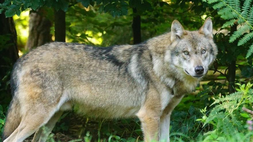 La expansión del lobo en Asturias: ya atacan a ganado a tres kilómetros de Grado